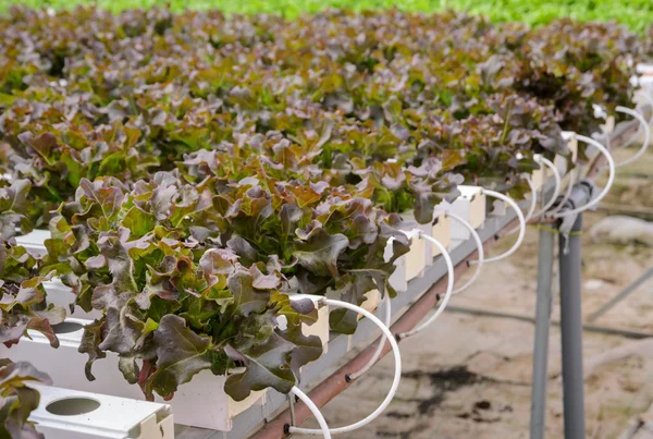 Hidropónico roble rojo hoja lechuga hortalizas plantación —  Fotos de Stock