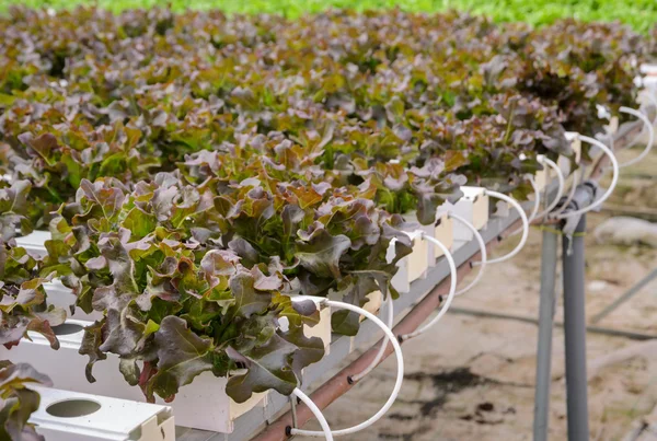 Hydroponic kırmızı meşe yaprak marul sebze ekimi — Stok fotoğraf