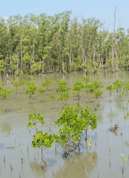 Floresta de mangue — Fotografia de Stock
