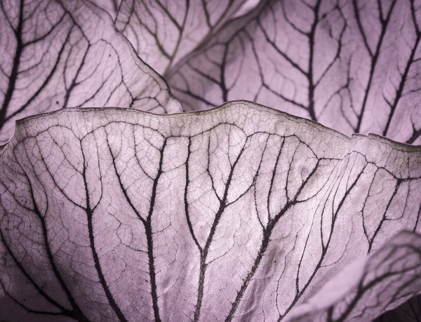 Каладіум leaf текстури — стокове фото