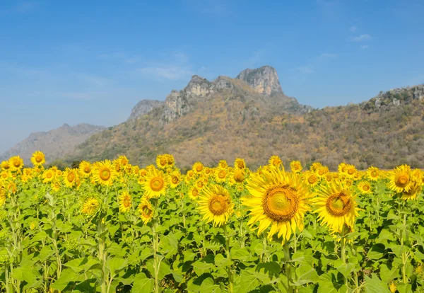 Sunflower field over blue sky — Stock Photo, Image