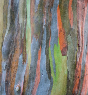 Extraordinary colored bark of Eucalyptus deglupta clipart