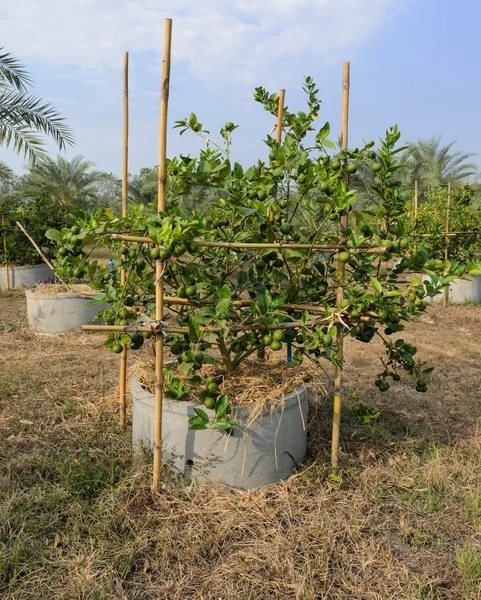 Lime plantation — Stockfoto