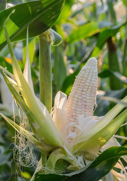 Multi-gekleurde suikermaïs — Stockfoto