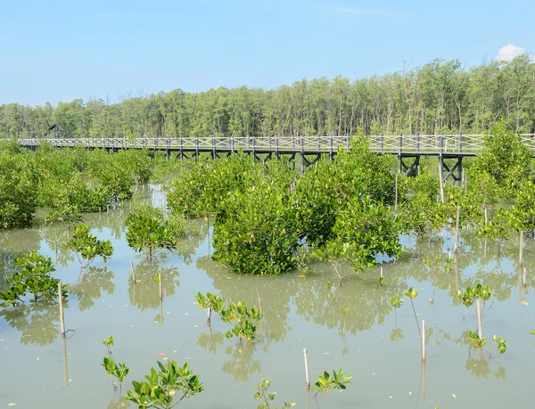 Träbro i mangroveskogen — Stockfoto