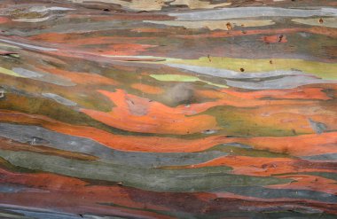 Extraordinary colored bark of Eucalyptus deglupta clipart