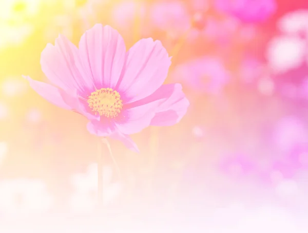 Cosmos flor en el campo — Foto de Stock