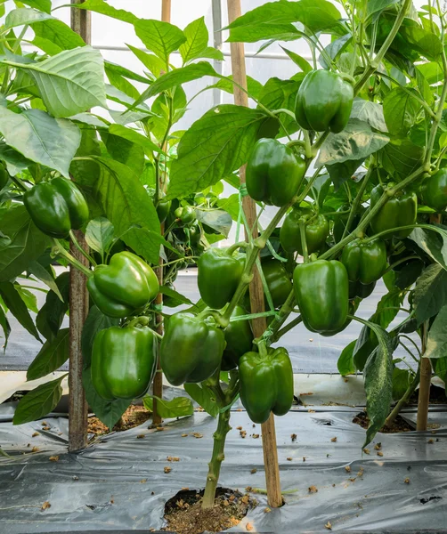 Green bell pepper plant — Stock Photo, Image