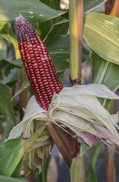 Orejas de maíz dulce rojo en su árbol —  Fotos de Stock