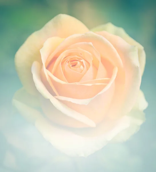 Hermosa rosa naranja —  Fotos de Stock