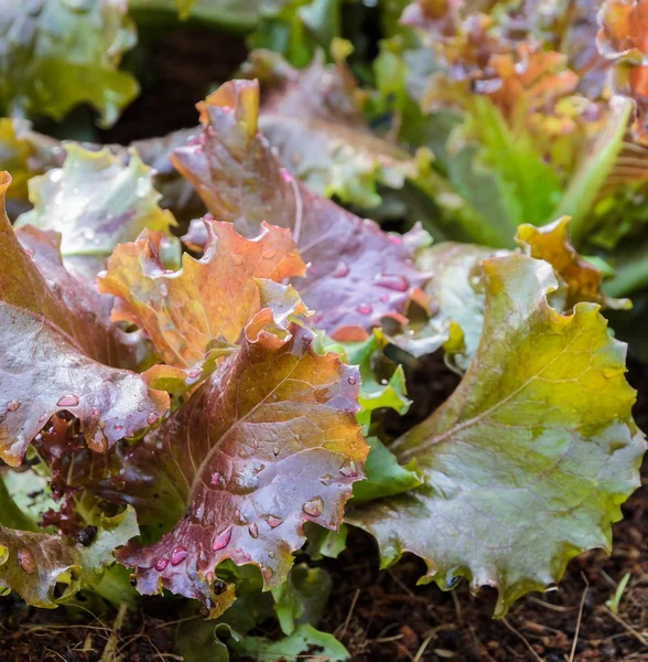 Red lettuce growing in soil — Stock Photo, Image