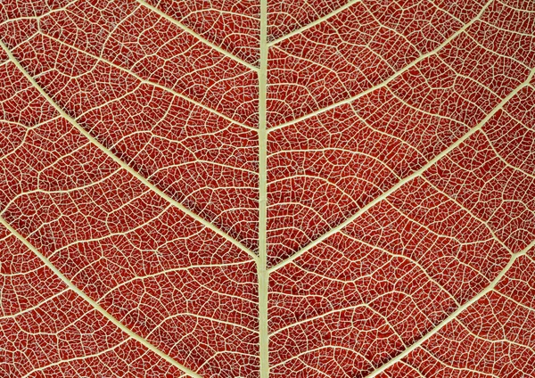 Суха текстура листя на червоному тлі — стокове фото
