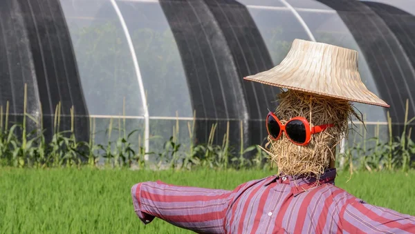 Épouvantail avec lunettes de soleil dans la rizière — Photo