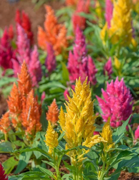 Flor de pente de galo colorida — Fotografia de Stock