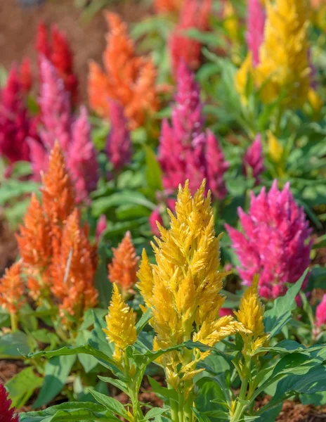 Colorful plumed cockscomb flower — Stock Photo, Image