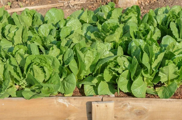 Grønn salatplantasje – stockfoto
