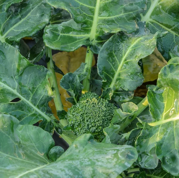 Young broccoli plant — Stock Photo, Image