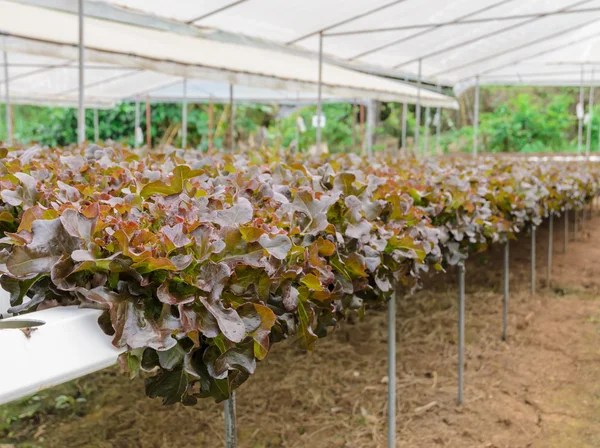 Hydrocultuur red oak leaf Sla plantage — Stockfoto