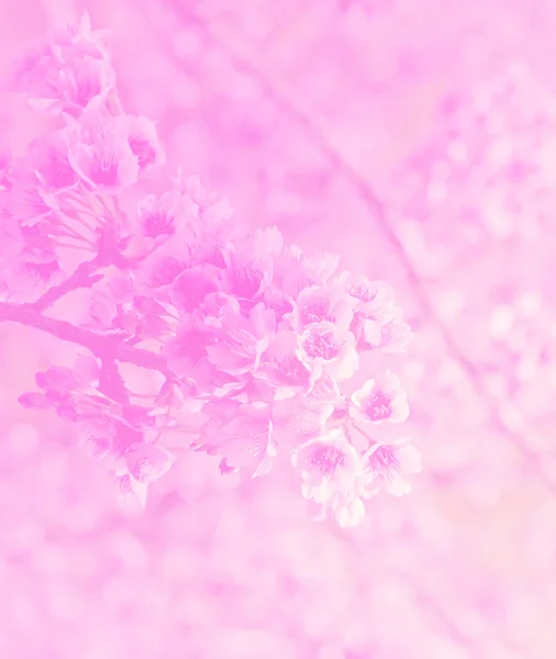 Όμορφο ροζ κεράσι ανθίσει — Φωτογραφία Αρχείου