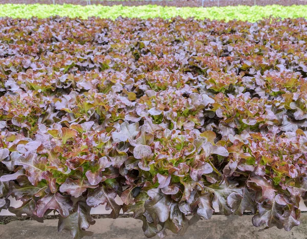 養液栽培の赤いカシの葉レタス農園 — ストック写真