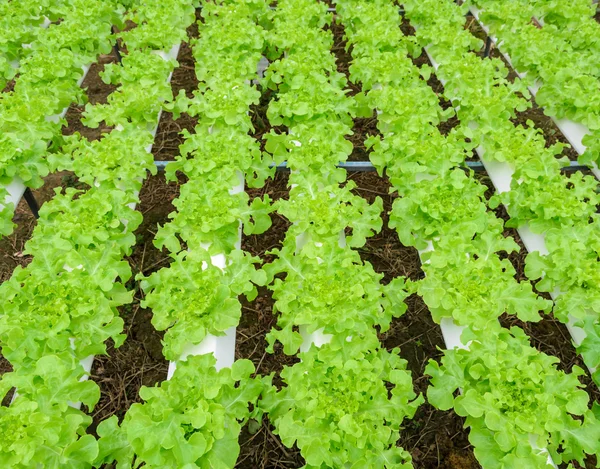 Fotos de Acuaponia, Imágenes de Acuaponia ⬇ Descargar | Depositphotos