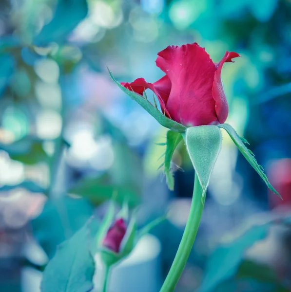 Giardino di rose rosse, effetto filtro vintage — Foto Stock