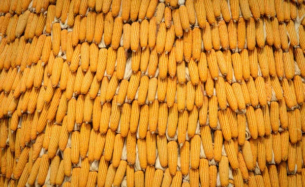 Rijp gedroogde maïs achtergrond — Stockfoto