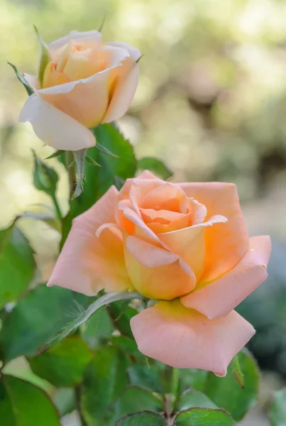 Rózsa rózsaszín hibrid — Stock Fotó