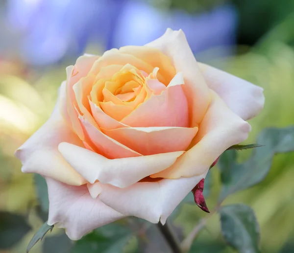 Roze hybride rose — Stockfoto