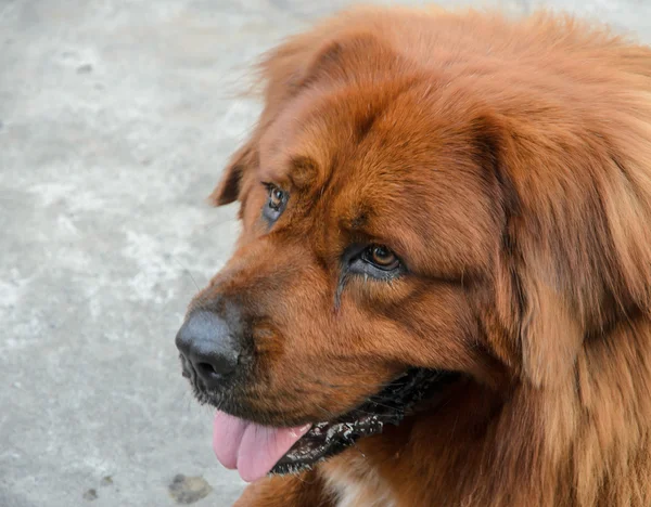 Leonberger brown dog — Stock Photo, Image
