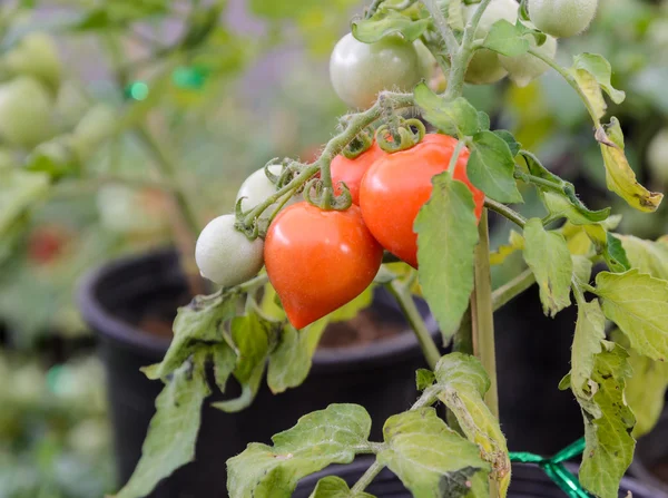 Heart-shaped tomatoes plant — Stock Photo, Image