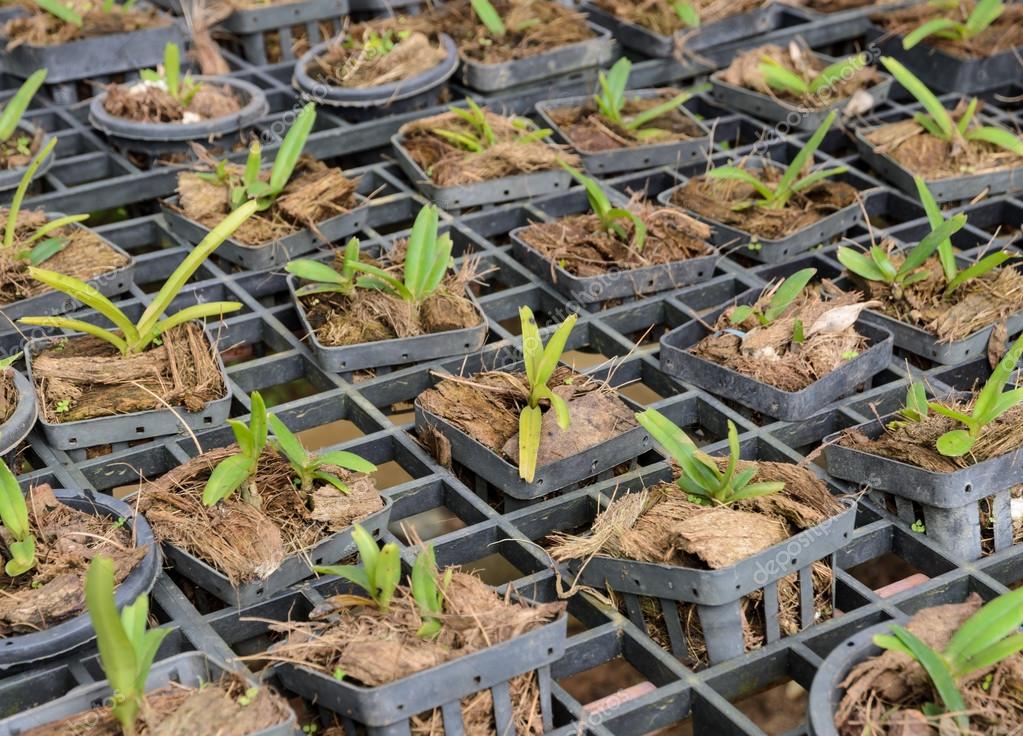 兰花苗植物苗圃 图库照片 C Boonsom 兰花苗植物苗圃 图库照片 C Boonsom