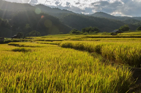 Traditionele rijst terrasvormige velden in Thailand — Stockfoto