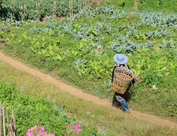 Hill tribe av Hmong med korg — Stockfoto