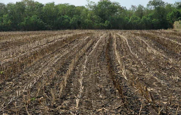 Campo de caña de azúcar quemado después de la cosecha —  Fotos de Stock