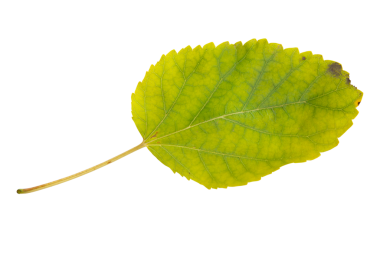izole edilmiş yeşil sonbahar yaprağı