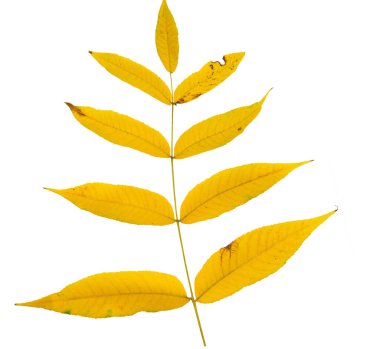 arkaplansız turuncu sonbahar yaprakları