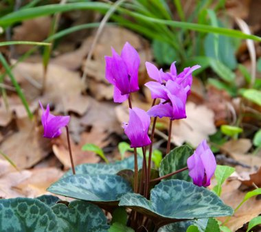 cyclamen in forest  clipart