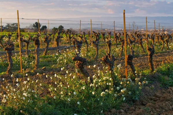 Un vignoble au printemps — Photo