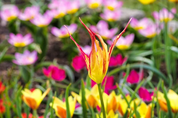 Wild tulp Tulipa acuminata — Stockfoto