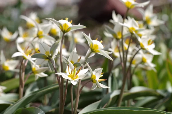 Divoký Tulipa turkestanica — Stock fotografie