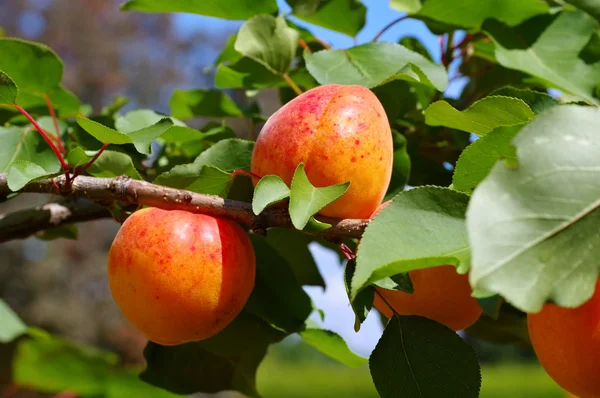 Apricot on the tree — Stock Photo, Image