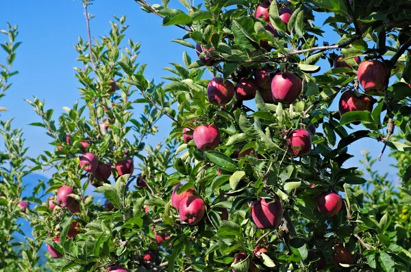 Apfel am Baum — Stockfoto