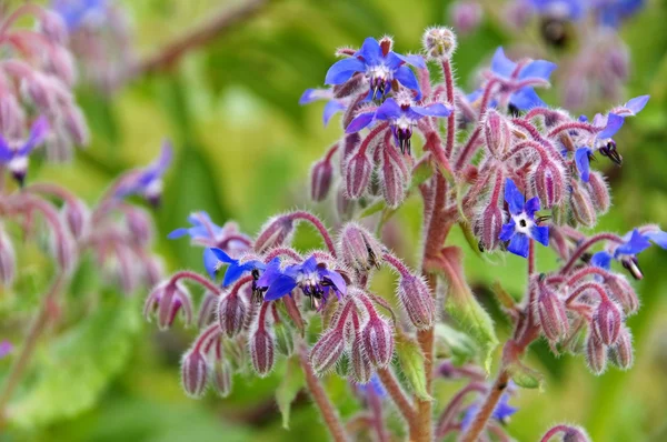 Borage is blooming in blue — Stock Photo, Image