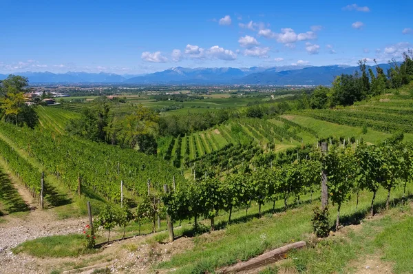 Friaul vineyards in summer — Stock Photo, Image