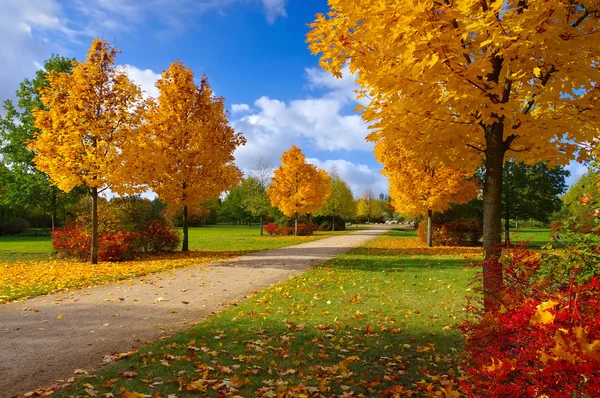 Grossraeschen avenue of maple trees in fall — Stock Photo, Image