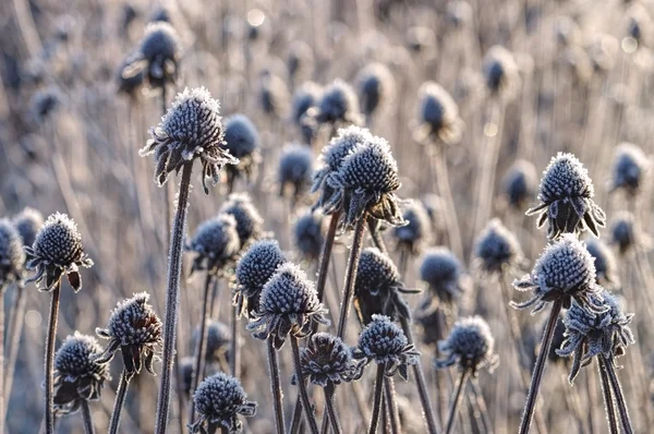 Preto de olhos Susan com hoarfrost — Fotografia de Stock