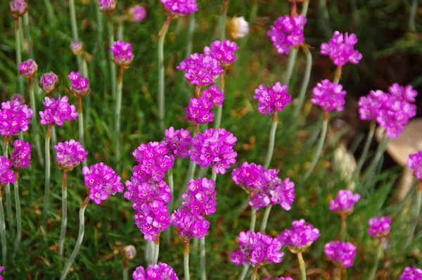 Many Armeria maritima wildflower — Stock Photo, Image