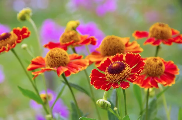 夏に Helenium の花 — ストック写真