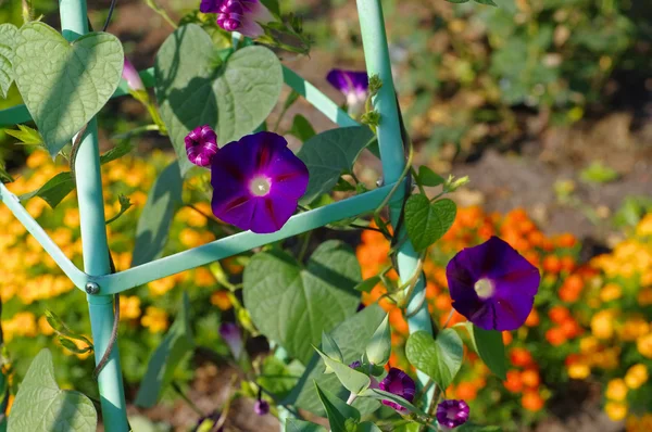 Ipomoea tricolor Blume im Garten — Stockfoto